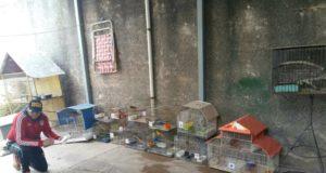 San Luis: rescataron 16 aves canoras que permanecían en cautiverio en un domicilio particular