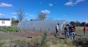 San Luis: la Cooperativa Hortícola de San Martín prepara su producción de invierno