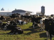 San Luis: la Católica de Cuyo ofrece un diplomado superior de 6 meses en lechería bovina