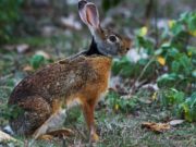 Época de zafra de liebre europea