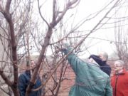 Llega un taller del INTA San Luis para aprender a cuidar los frutales