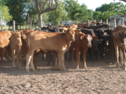 Unión: charla sobre el impacto económico de las enfermedades reproductivas en los rodeos de cría