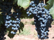 Uvas criollas: el origen de un vino de calidad y con historia