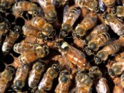 Uruguay abre el mercado de abejas reinas argentinas