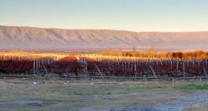 San Luis ya tiene 103 hectáreas de viñedos y el Malbec es el más cultivado
