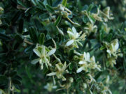 Atamisqui: el “árbol dulce” con propiedades gastroprotectoras