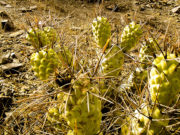 Hallazgo inesperado: la contaminación de una cementera influye sobre el crecimiento de unos cactus