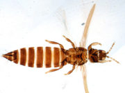 Descubren en Argentina dos especies de insectos no conocidas para la ciencia