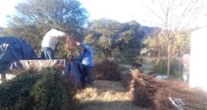 San Luis: entregaron en el norte la primera parte de una compra comunitaria de frutales