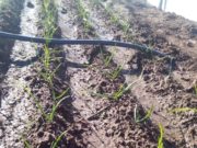 San Luis: la huerta comunitaria de San Martín sumó una plantación de cebollas