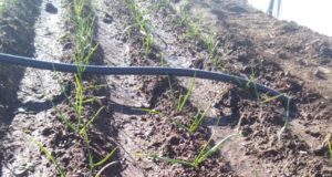 San Luis: la huerta comunitaria de San Martín sumó una plantación de cebollas