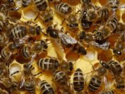 Difunden requisitos para la exportación de abejas reinas