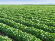 Una Ley para conservar la biodiversidad en ambientes cultivados