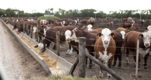 San Luis: llega una gira técnica de engorde a corral por tres campos de Buena Esperanza