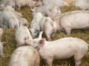 San Luis: clausuraron un establecimiento por vender embutidos contaminados con triquinosis