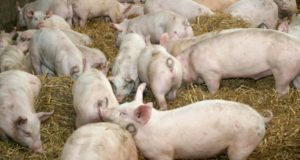 San Luis: clausuraron un establecimiento por vender embutidos contaminados con triquinosis