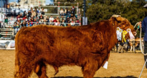 Elegido por la Corona Británica: el extraño de pelo largo que desconcierta en la Rural