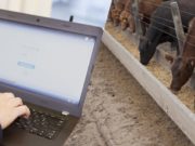 Movimiento de hacienda: el trámite del DT-e debe ser por autogestión para feedlots