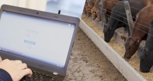Movimiento de hacienda: el trámite del DT-e debe ser por autogestión para feedlots