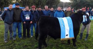 San Luis: un toro junior de la cabaña Don Mansueto fue Gran Campeón en la Nacional Angus de otoño