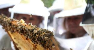 ¿Por qué mueren las abejas? Causas y consecuencias…