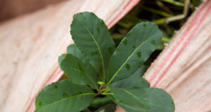 Mayor trazabilidad para las plantas de especies nativas y las semillas de la yerba mate