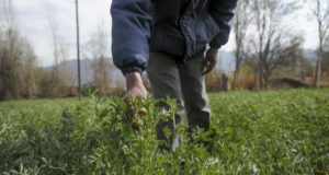 Presentaron los resultados de la actualización del Monotributo Social Agropecuario