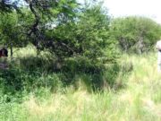 El caldenal invadido en San Luis, La Pampa y Buenos Aires