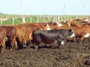 Feedlots: una actividad con fuerte impacto en el ambiente