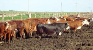 Feedlots: una actividad con fuerte impacto en el ambiente