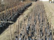El vivero experimental de San Luis cultivará sus propios frutales