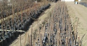 El vivero experimental de San Luis cultivará sus propios frutales