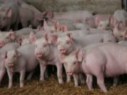 El gobierno de San Luis prohibió por decreto el ingreso de carne de cerdo desde Estados Unidos