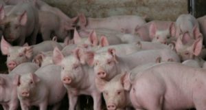 El gobierno de San Luis prohibió por decreto el ingreso de carne de cerdo desde Estados Unidos