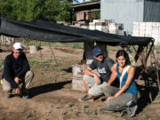 Comprueban que dos agroquímicos interfieren con la plonización de las abejas