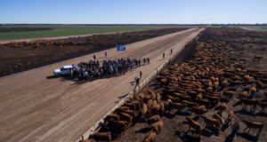 San Luis: 150 productores en una exitosa gira de engorde a corral en Buena Esperanza