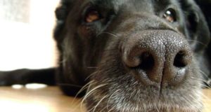 Veterinarios: qué hay detrás de esta profesión que lleva más de 130 años en el país