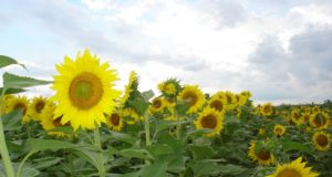 San Luis agrícola: el área destinada a girasol crecería 10%; la cosecha de maíz sigue floja