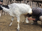Logran mejorar la calidad nutricional de la leche de cabra