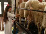 Logran leche más nutritiva para los seres humanos