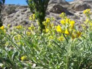 Prueban en climas extremos una planta nativa de La Pampa que proporciona aceite para industrias