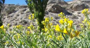Prueban en climas extremos una planta nativa de La Pampa que proporciona aceite para industrias