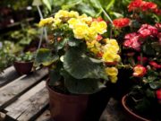 Se debe solicitar autorización fitosanitaria para comprar plantas por Internet