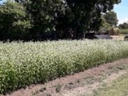 Trigo sarraceno: harina sin gluten y con más rinde