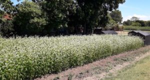 Trigo sarraceno: harina sin gluten y con más rinde