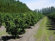 El país produce frutos secos aptos para mercados de alta calidad