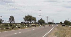 San Luis: disponen fuertes multas ante casos de animales sueltos en las rutas y caminos