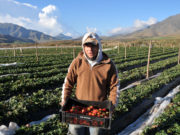 Comienza el plan nacional de capacitación para implementar Buenas Prácticas Agrícolas en frutas y hortalizas