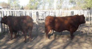 Expo Rural en Villa Mercedes: admisión de los bovinos y premios para porcinos y ovinos