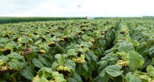 Campaña 2018-2019: creció en mil hectáreas la intención de siembra de girasol en San Luis